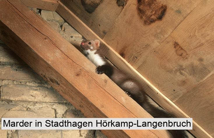 Marder in Stadthagen Hörkamp-Langenbruch